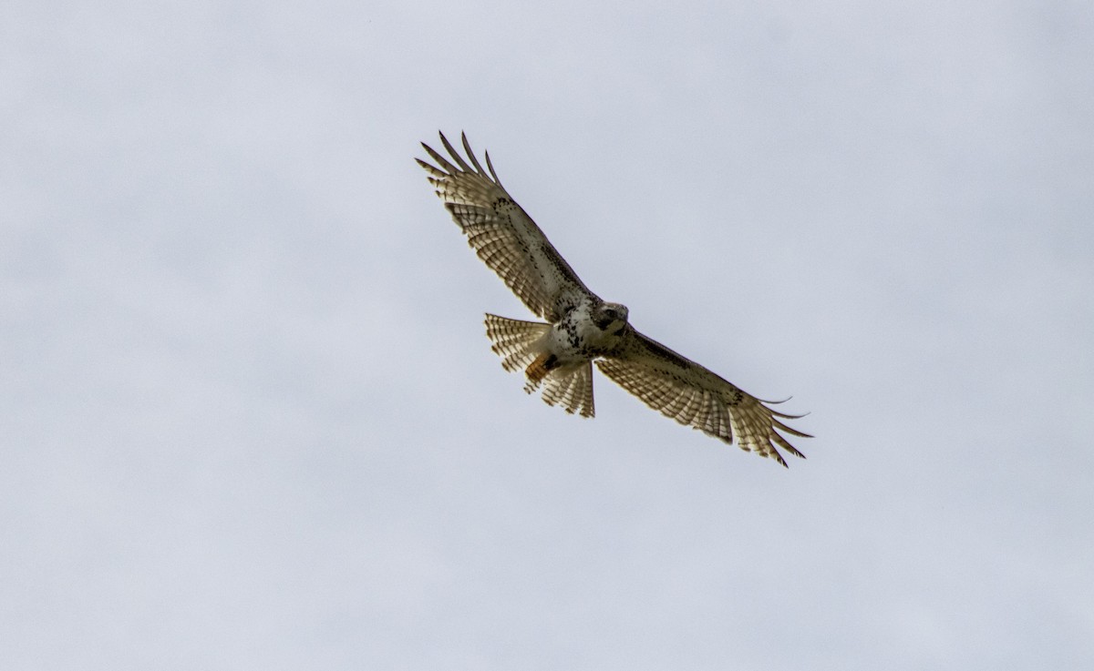 Red-tailed Hawk - ML619370420
