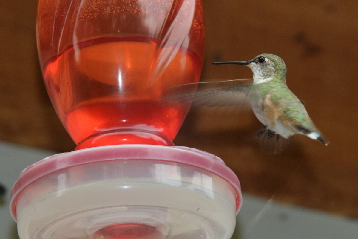Calliope Hummingbird - ML619370479