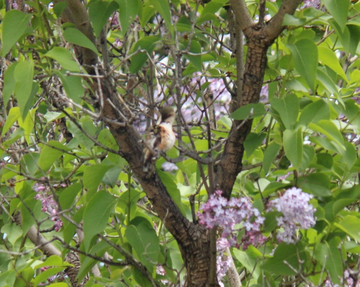 Calliope Hummingbird - ML619370485