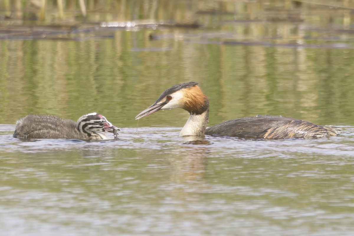 Great Crested Grebe - ML619370507