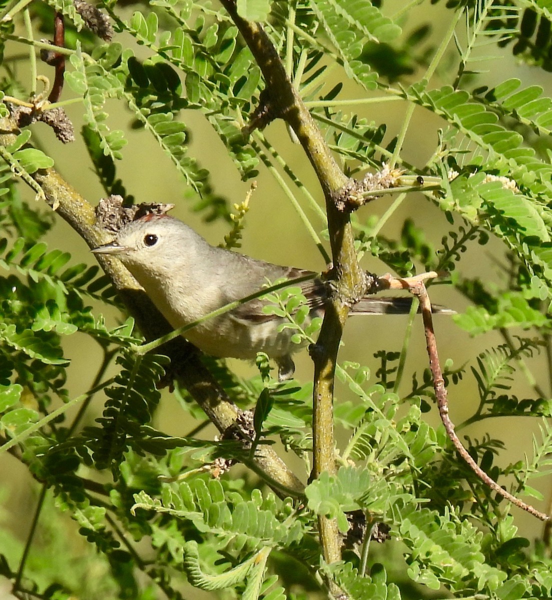 Lucy's Warbler - ML619370586