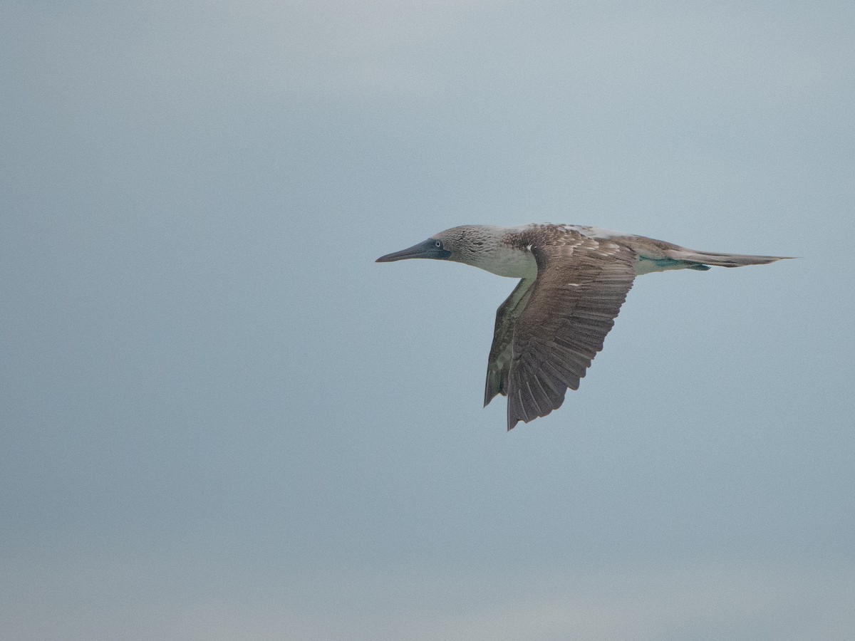 Blue-footed Booby - ML619370591