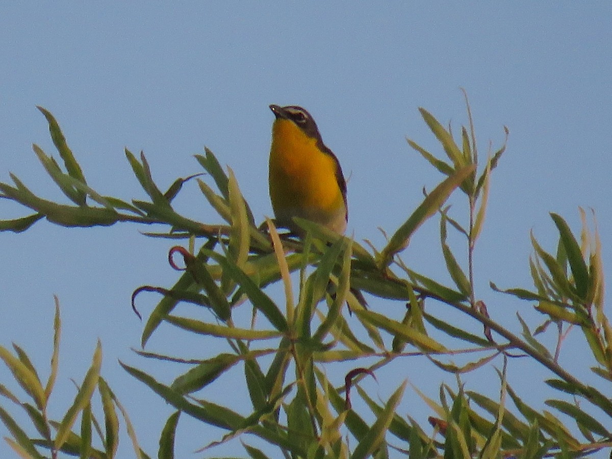 Yellow-breasted Chat - ML619370593