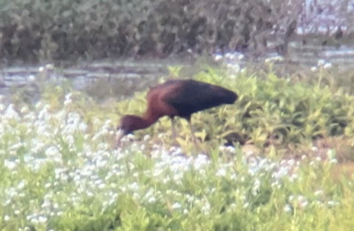 ibis hnědý - ML619370594