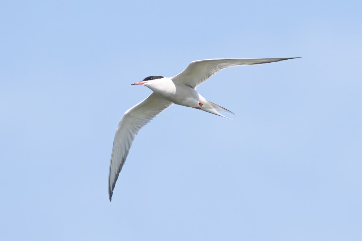 Common Tern - ML619370609