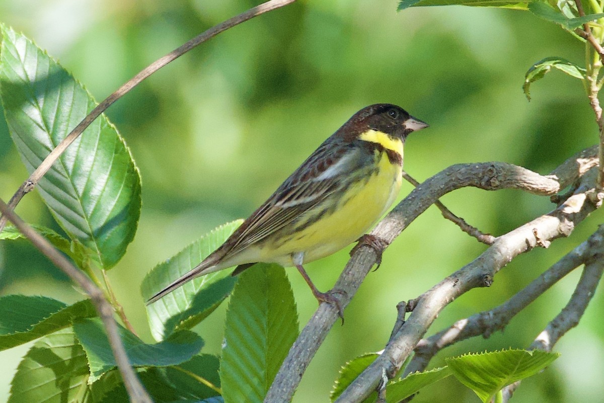 Yellow-breasted Bunting - ML619370615