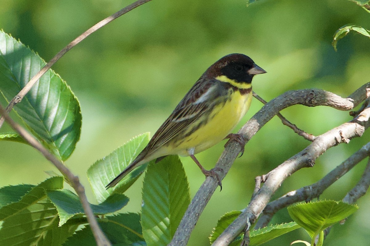 Yellow-breasted Bunting - ML619370616