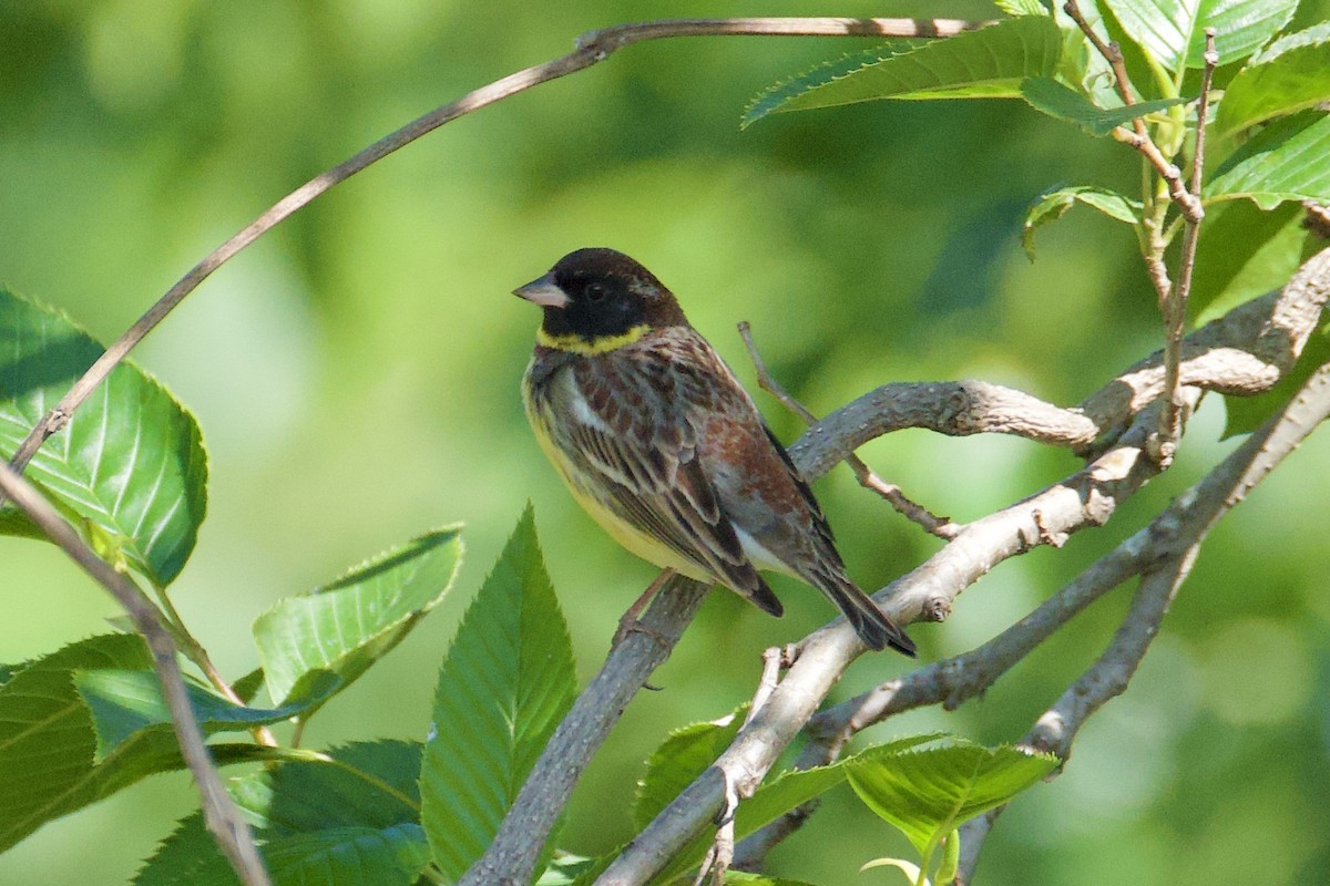 Yellow-breasted Bunting - ML619370617