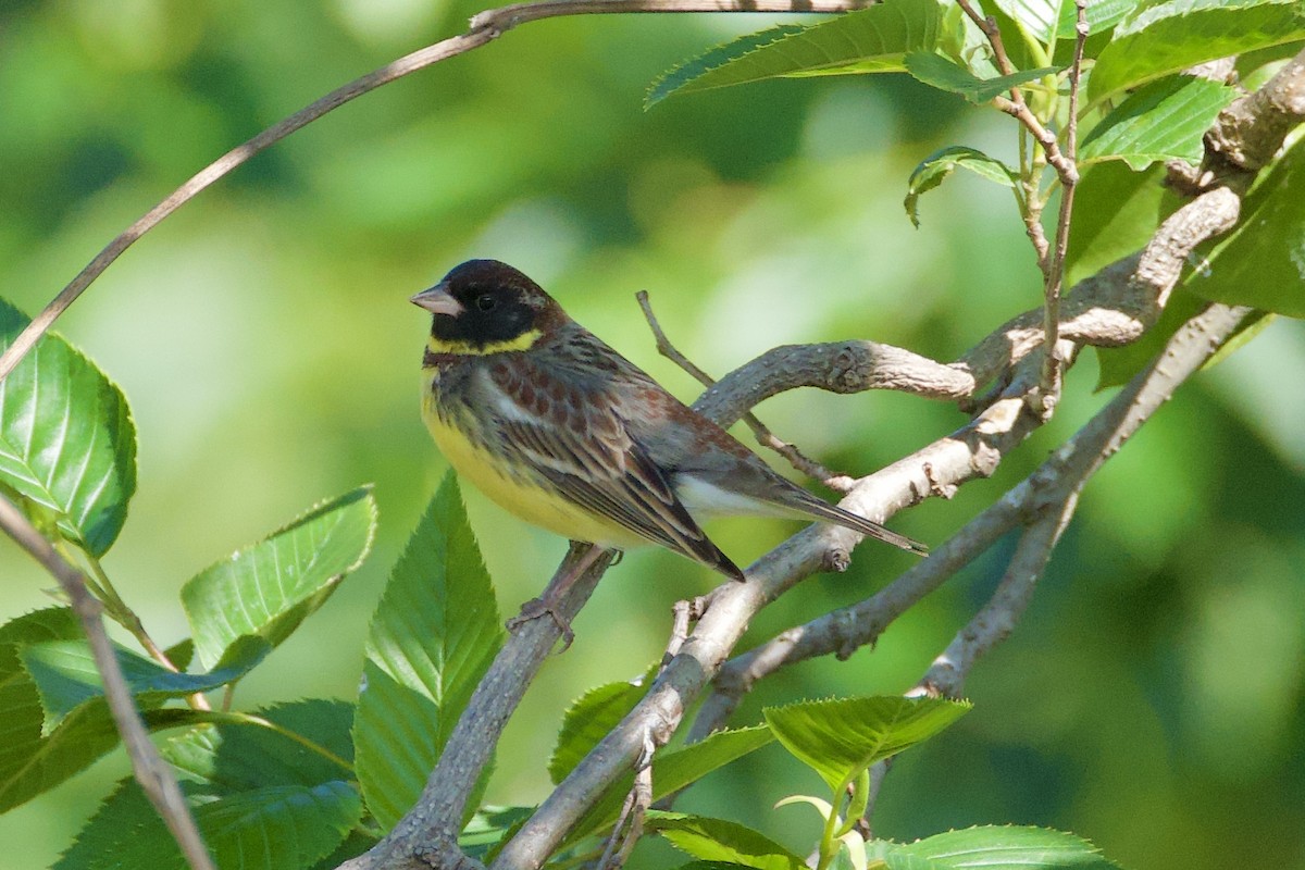 Yellow-breasted Bunting - ML619370618