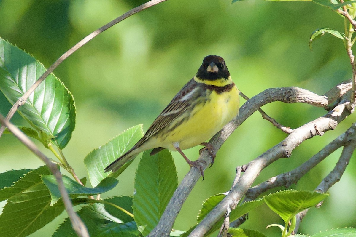 Yellow-breasted Bunting - ML619370619