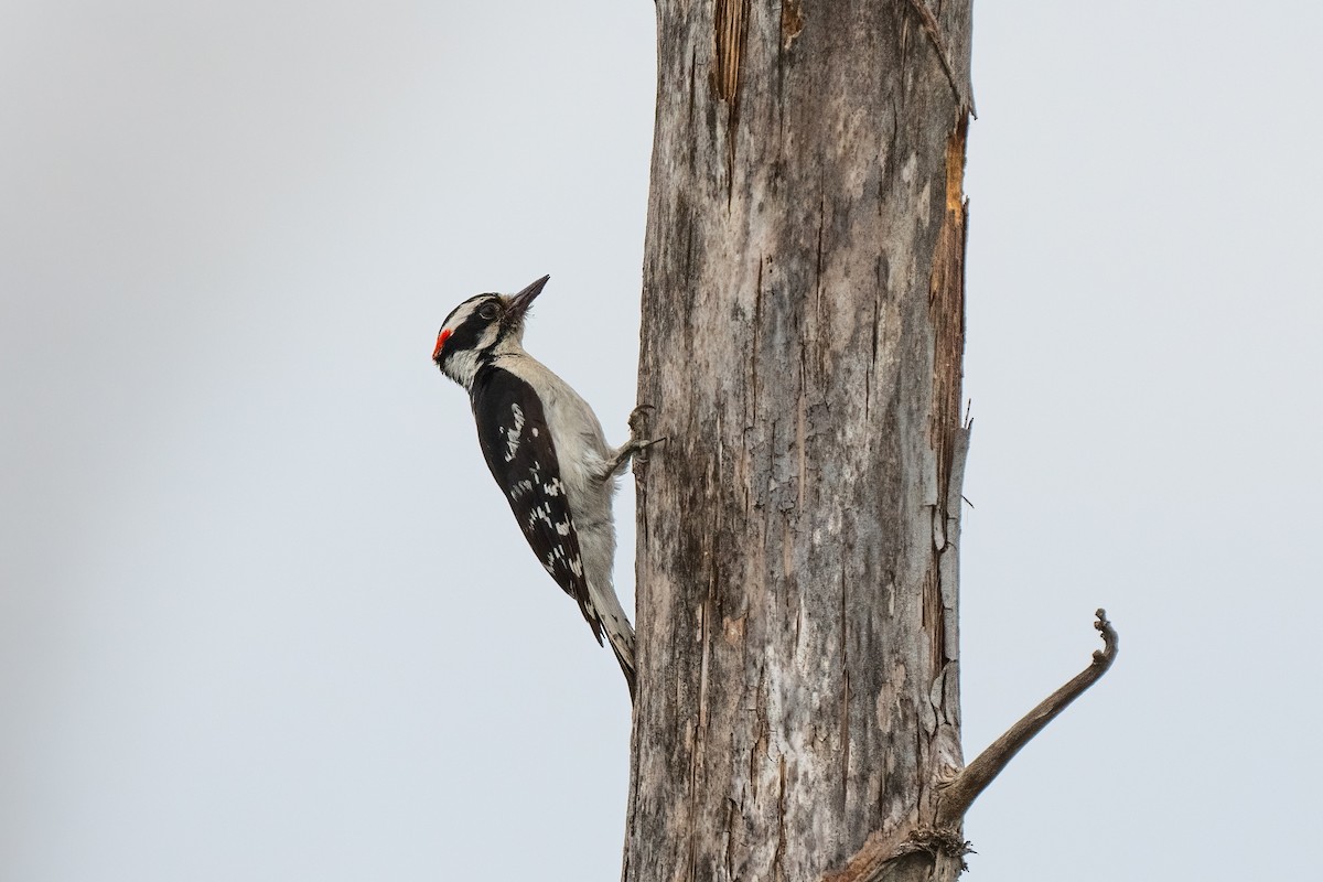 Downy Woodpecker - ML619370794