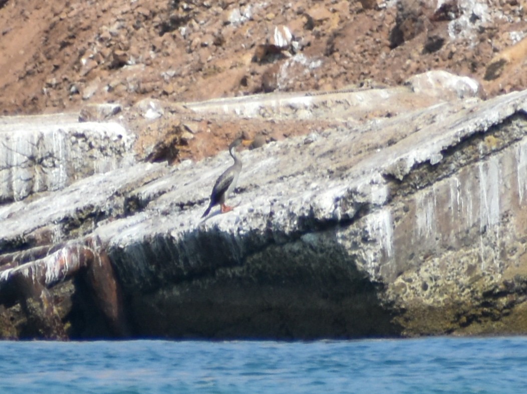 Red-legged Cormorant - ML619370836