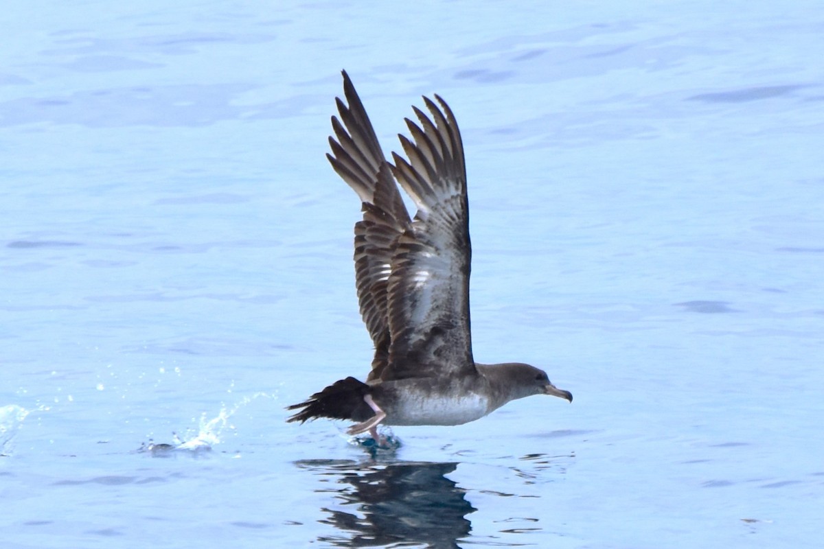 Pink-footed Shearwater - ML619370916