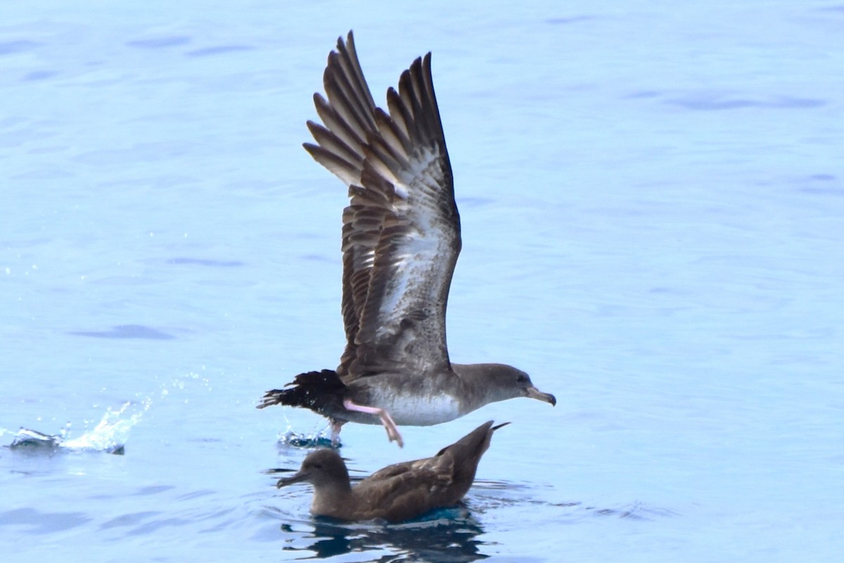 Pink-footed Shearwater - ML619370917