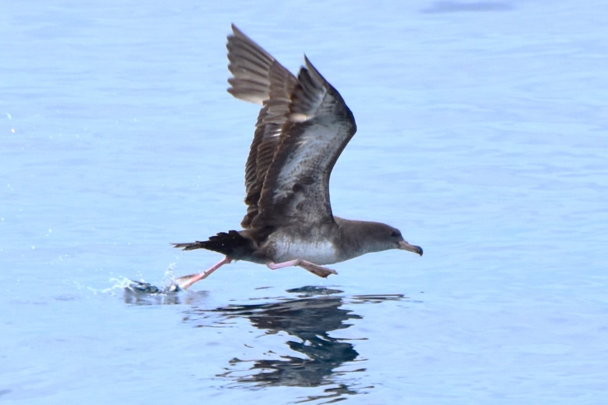 Pink-footed Shearwater - ML619370918