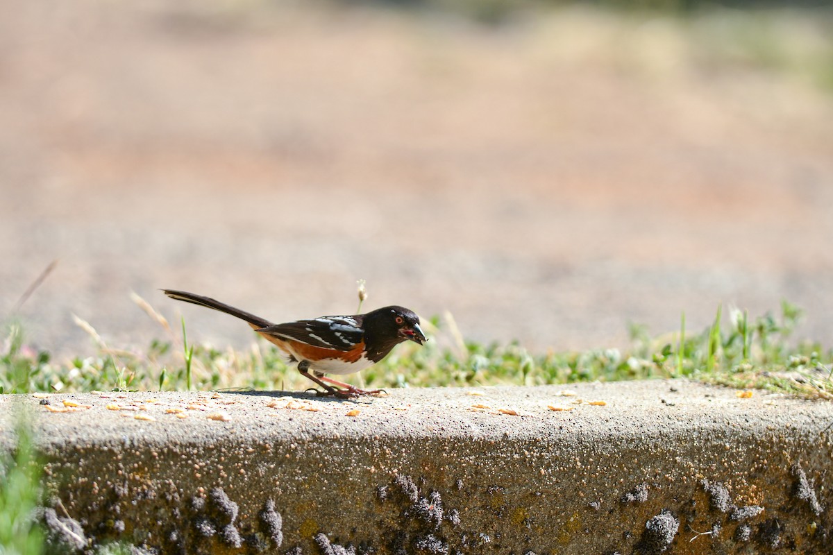Spotted Towhee - ML619370962