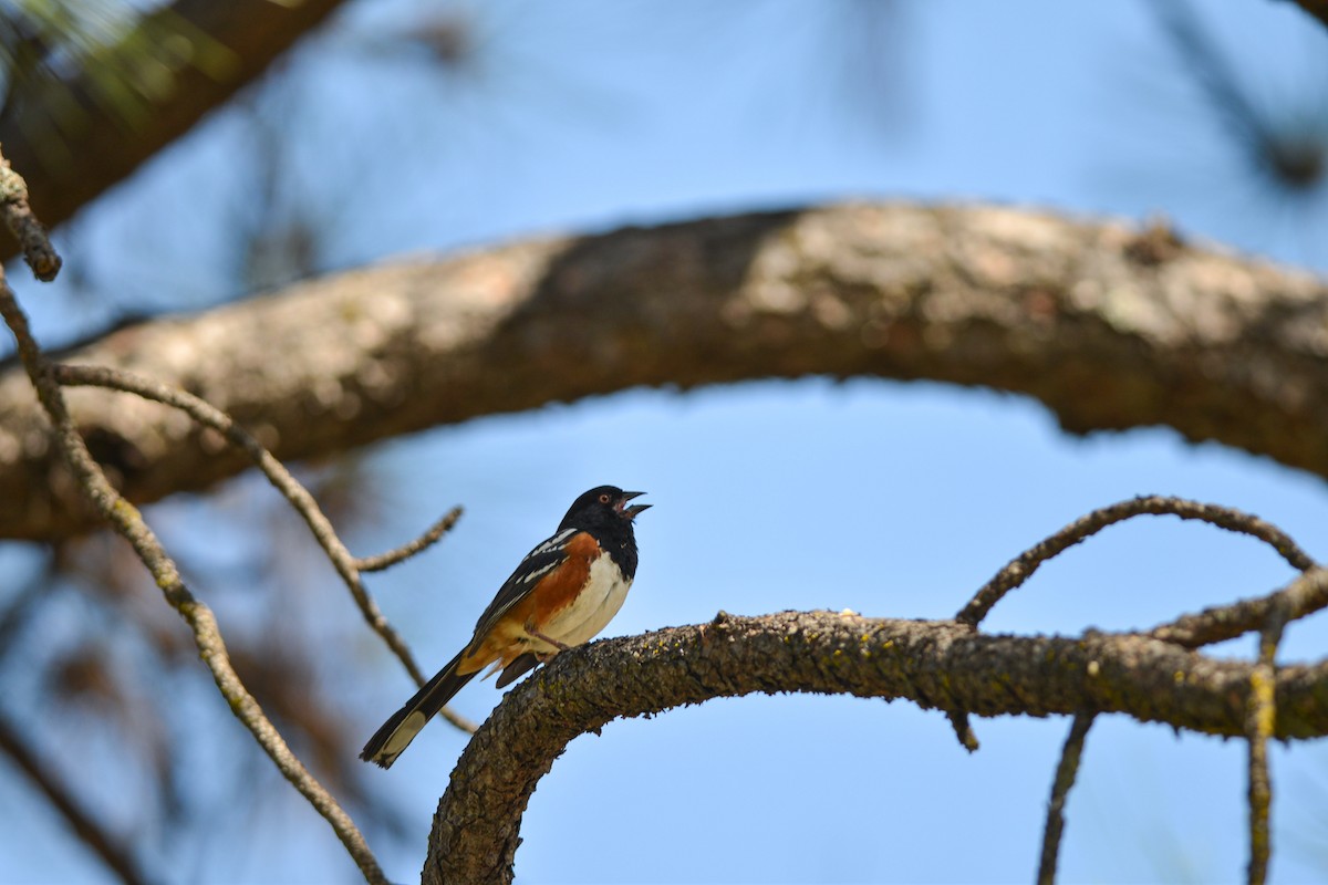 Spotted Towhee - ML619370963