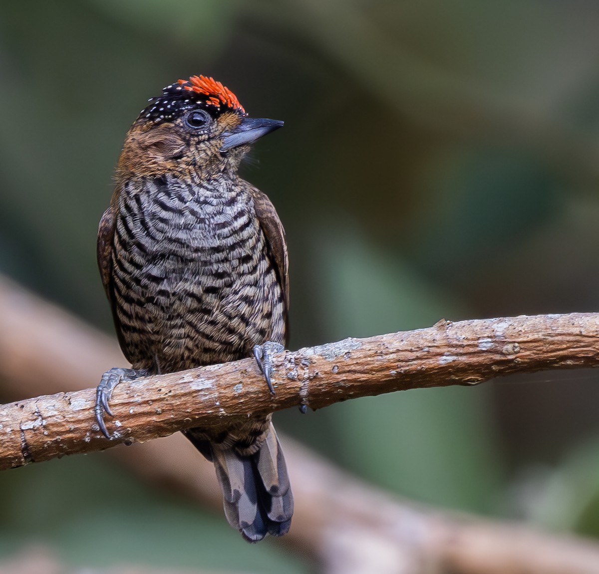 Ochre-collared Piculet - ML619370989