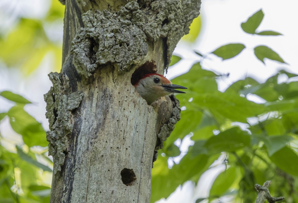 Red-bellied Woodpecker - ML619371004