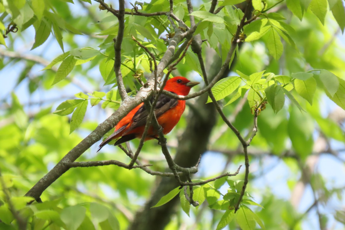 Scarlet Tanager - ML619371007