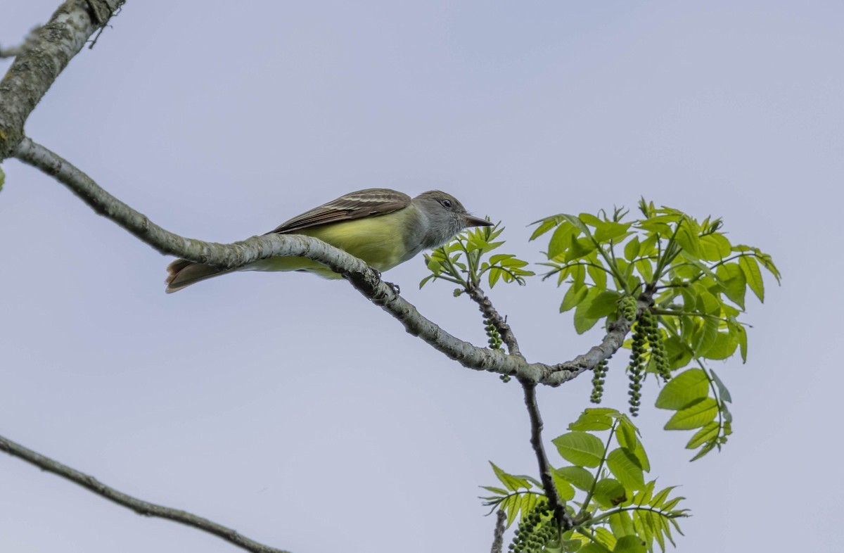 Great Crested Flycatcher - ML619371010