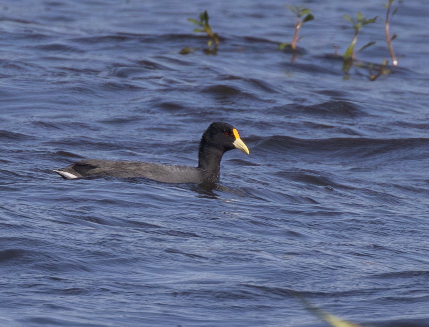 White-winged Coot - ML619371020