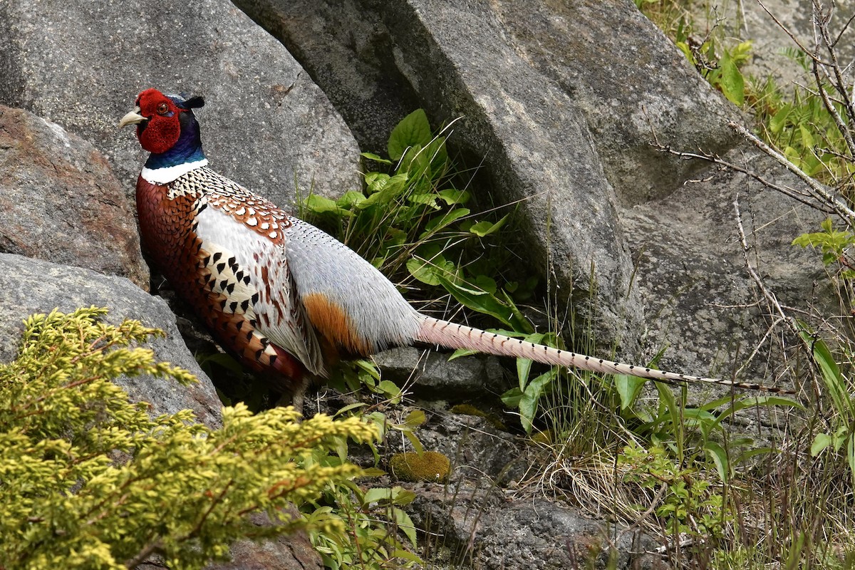 Ring-necked Pheasant - ML619371031