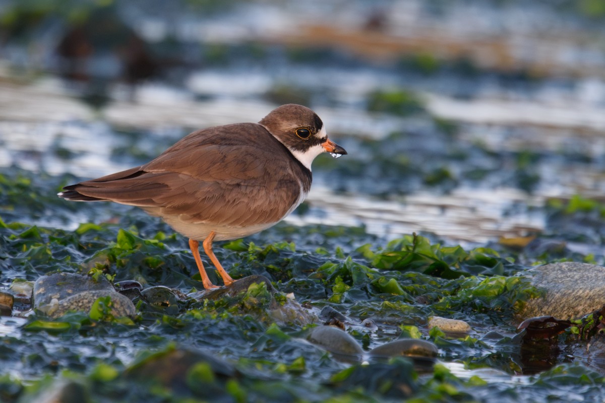 Semipalmated Plover - ML619371037