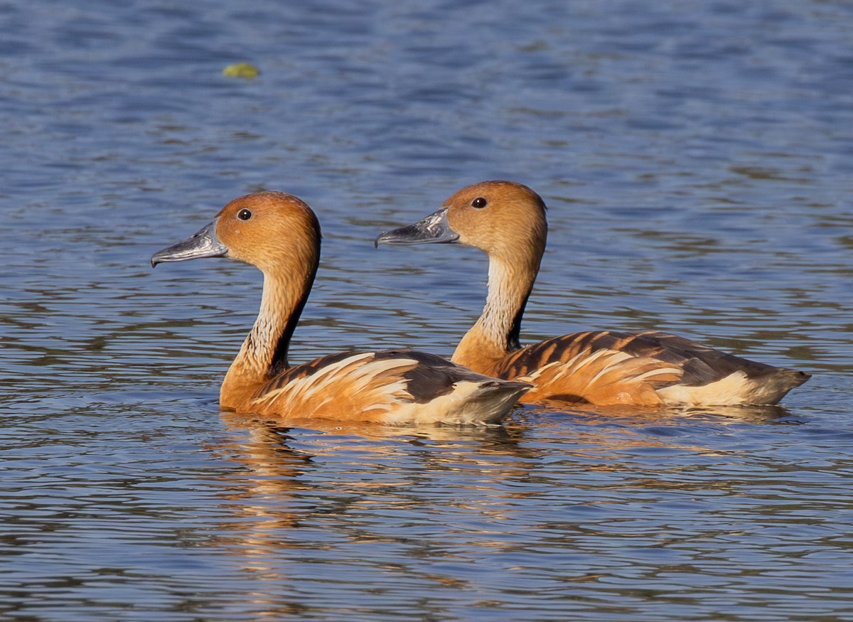 Fulvous Whistling-Duck - ML619371039