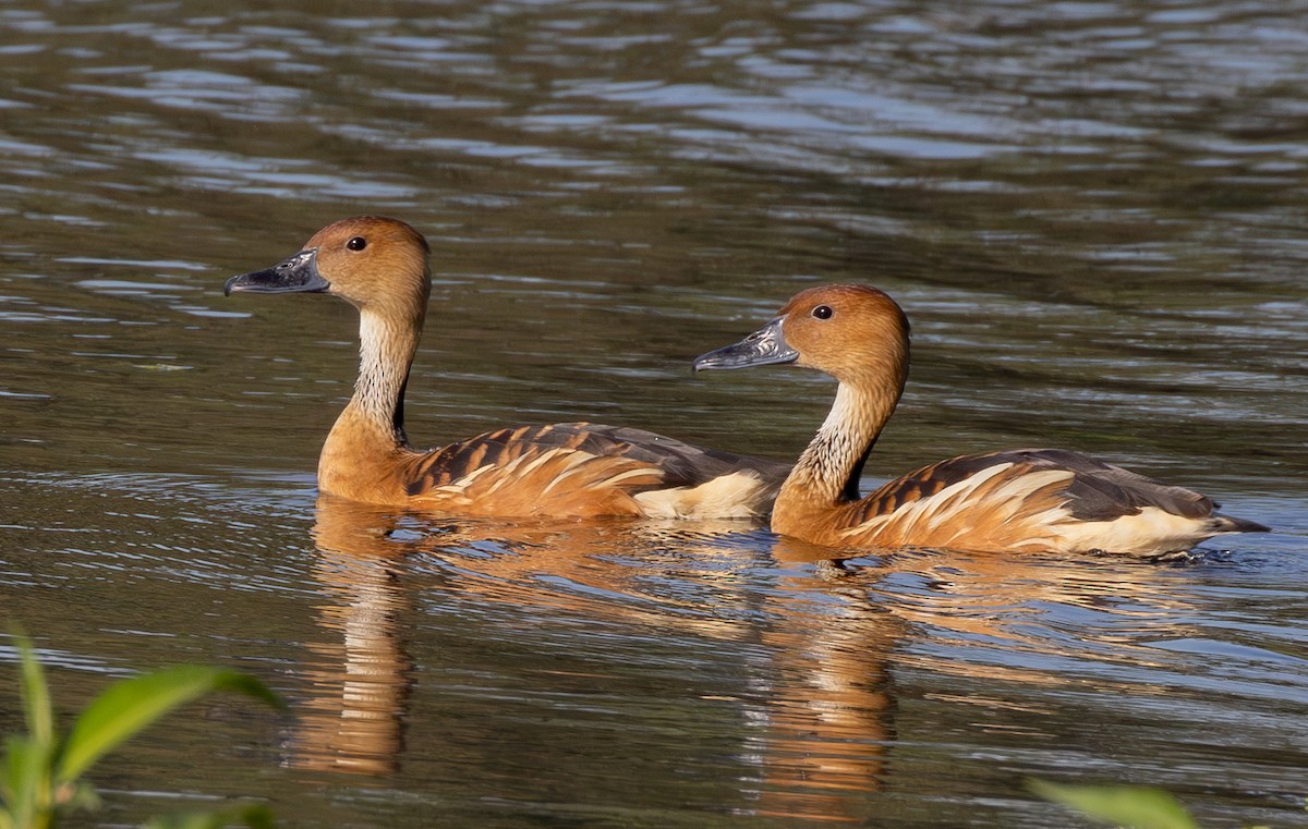 Fulvous Whistling-Duck - ML619371040