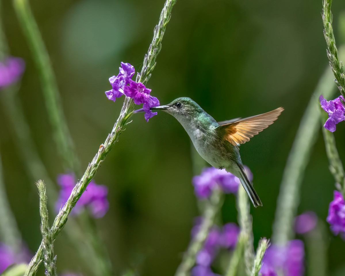 Stripe-tailed Hummingbird - ML619371049