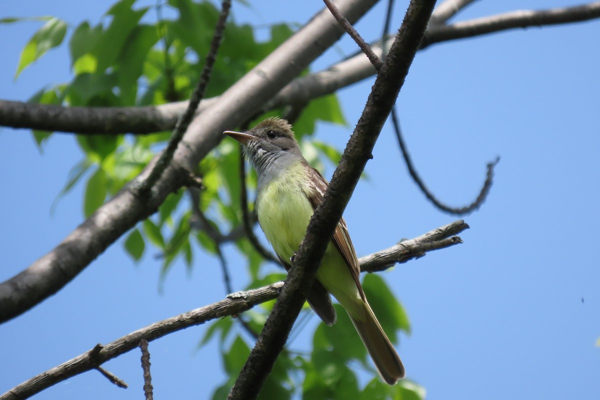 Great Crested Flycatcher - ML619371067