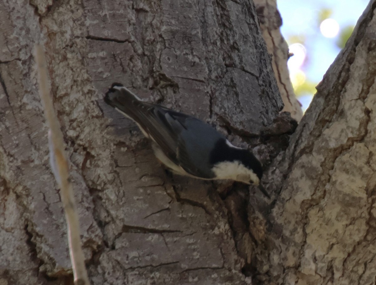 White-breasted Nuthatch - ML619371150