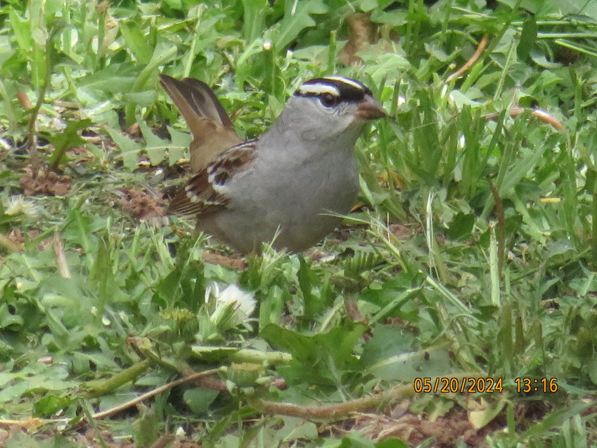 White-crowned Sparrow (oriantha) - ML619371199