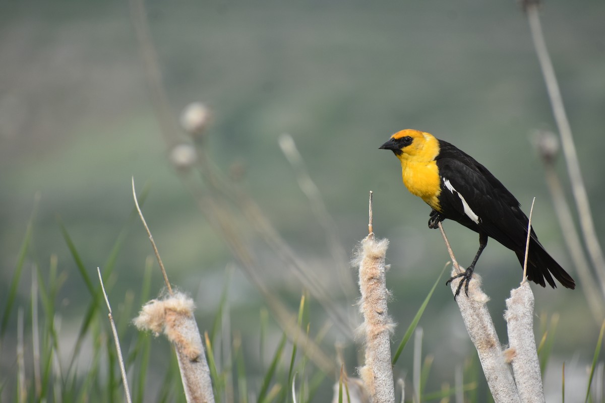Yellow-headed Blackbird - ML619371206