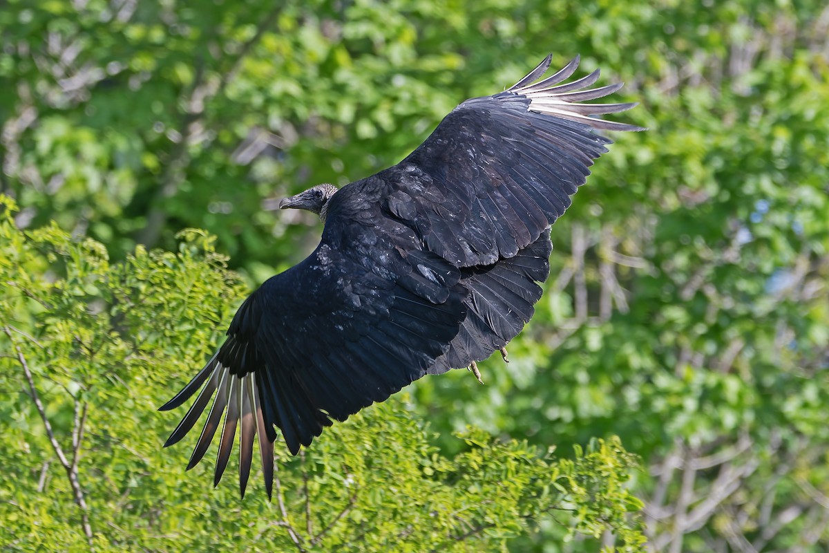 Black Vulture - ML619371226