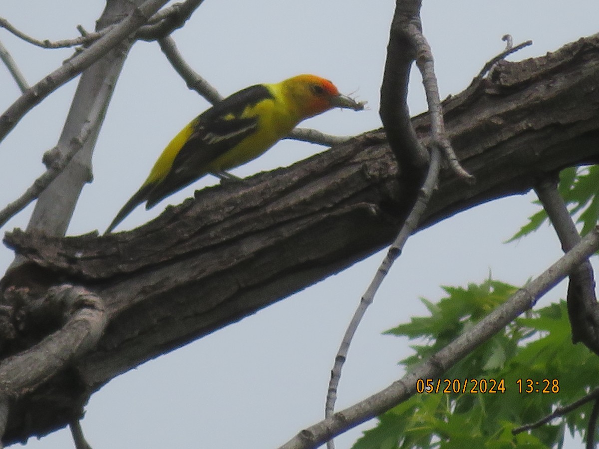 Western Tanager - ML619371234