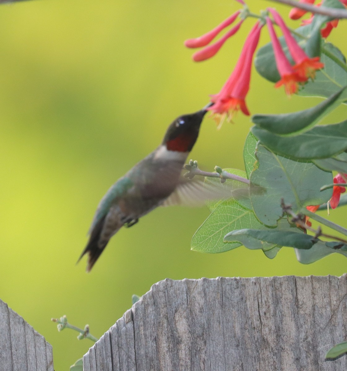 Ruby-throated Hummingbird - ML619371235