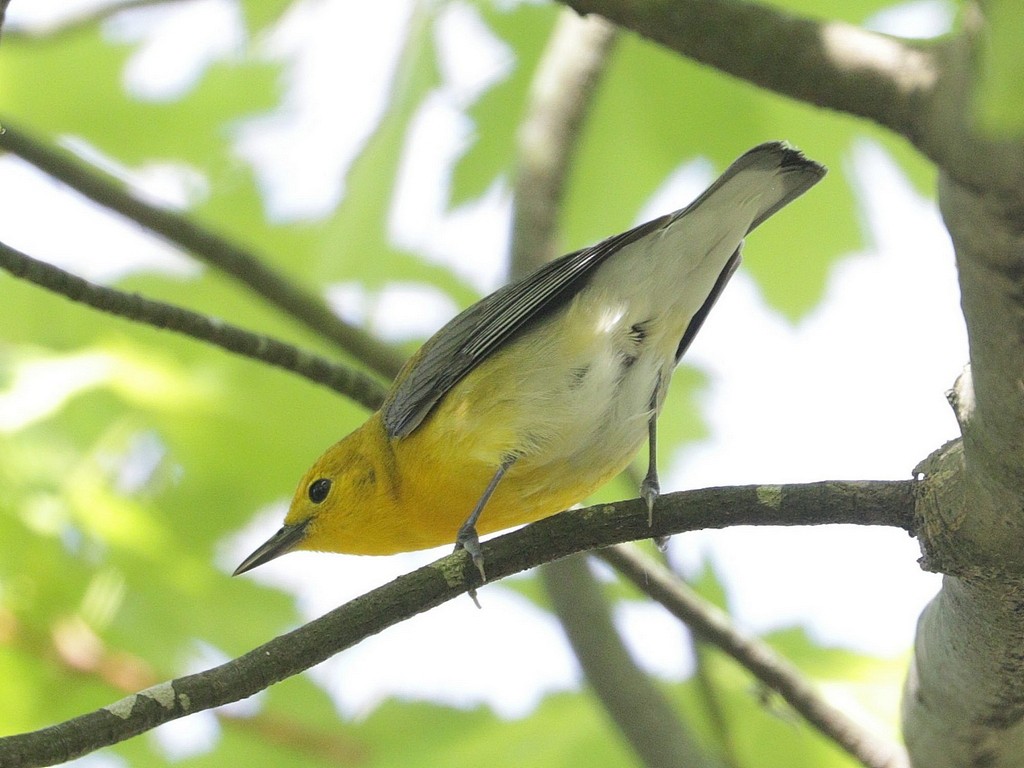 Prothonotary Warbler - ML619371240