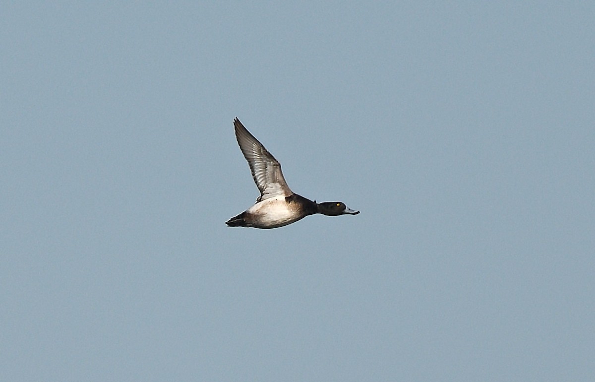 Greater Scaup - ML619371278