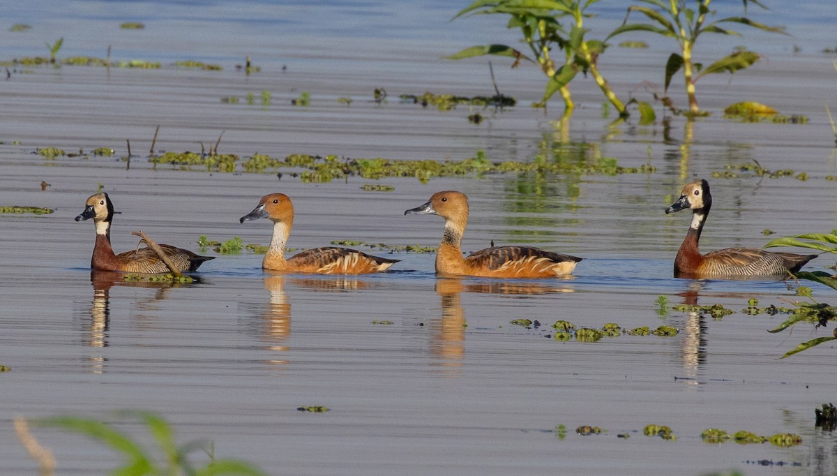 Fulvous Whistling-Duck - ML619371296