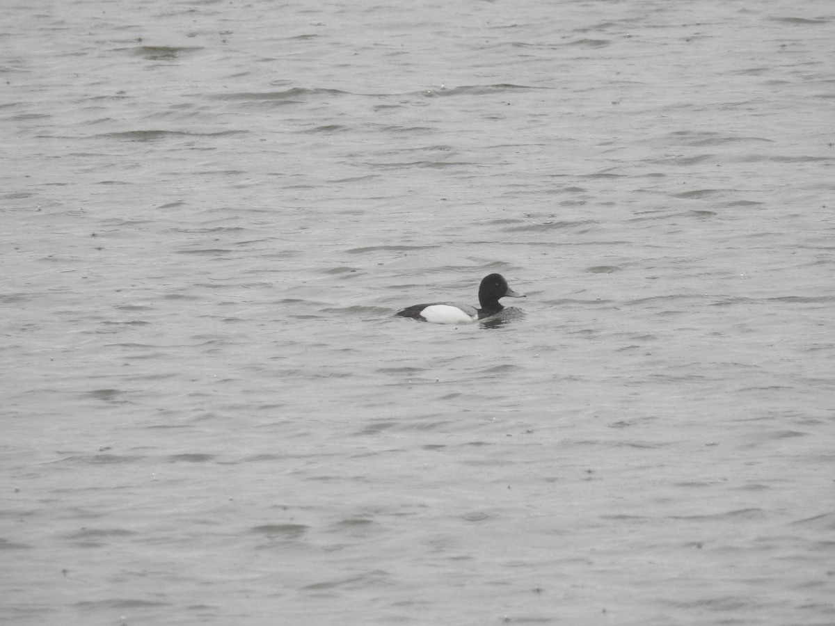 Greater Scaup - ML619371308