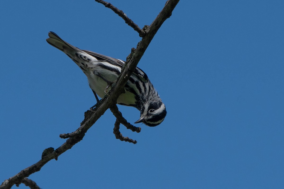 Black-and-white Warbler - ML619371346