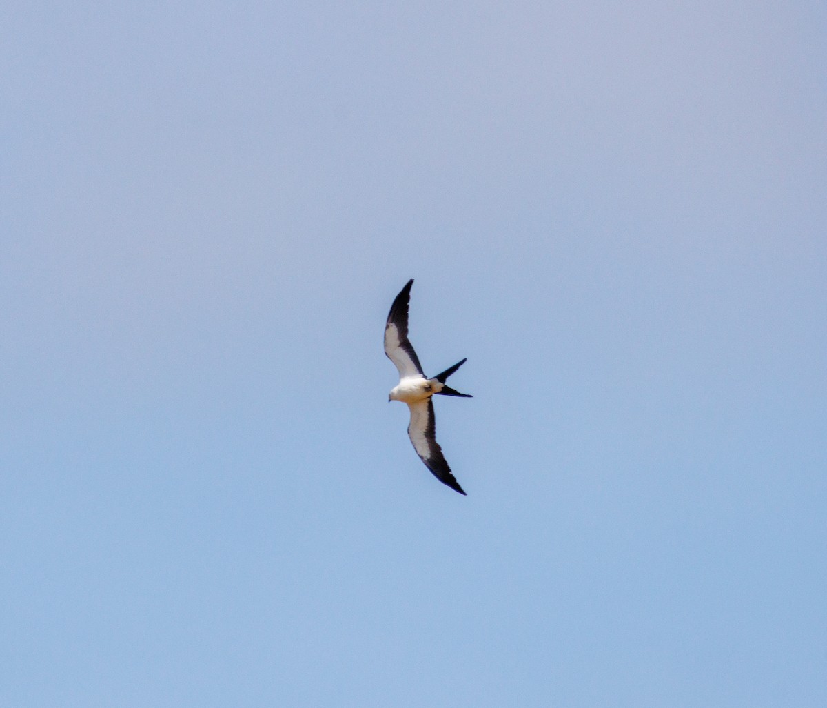 Swallow-tailed Kite - ML619371358