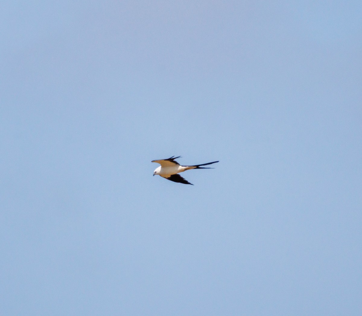 Swallow-tailed Kite - ML619371379