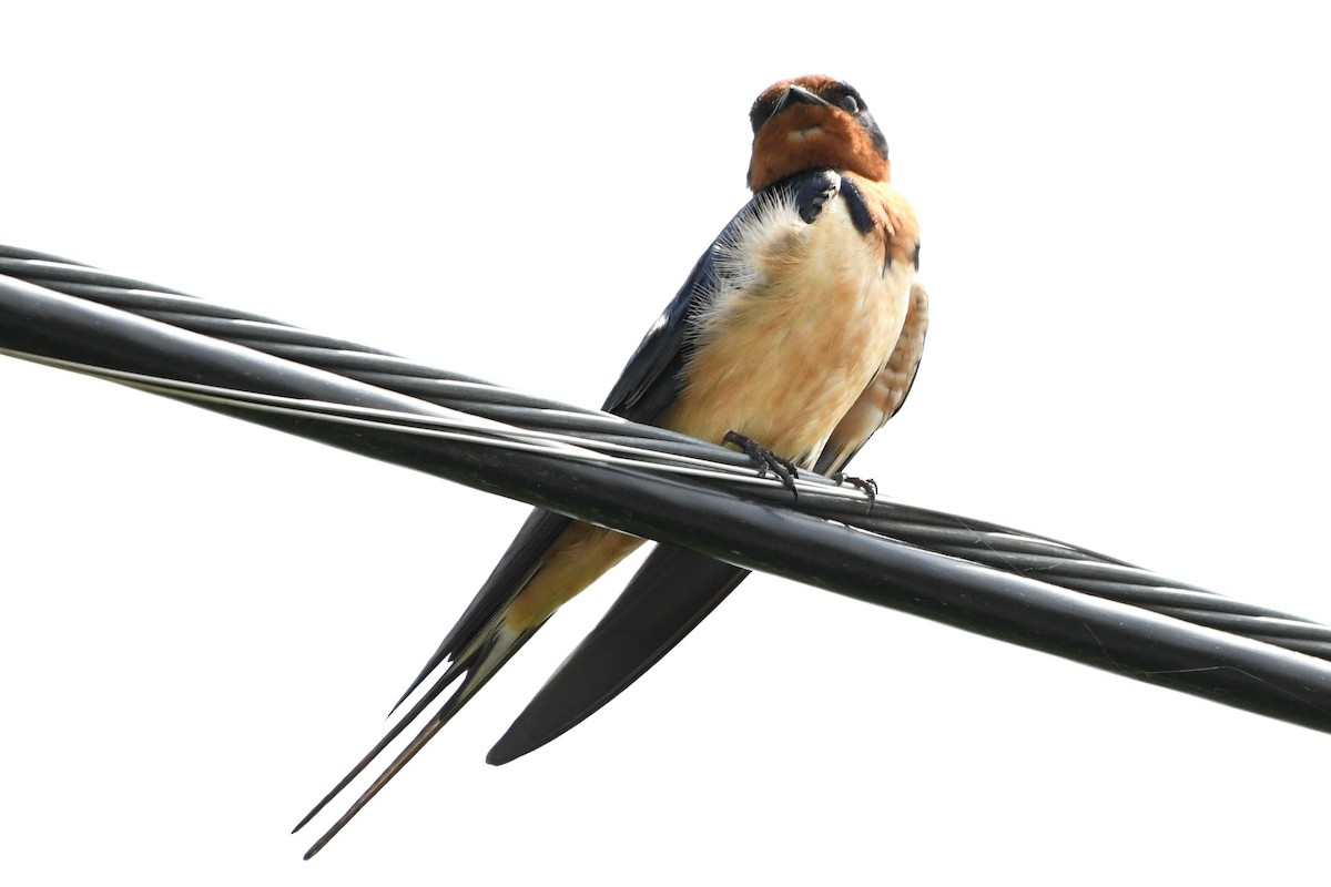 Barn Swallow (American) - ML619371387