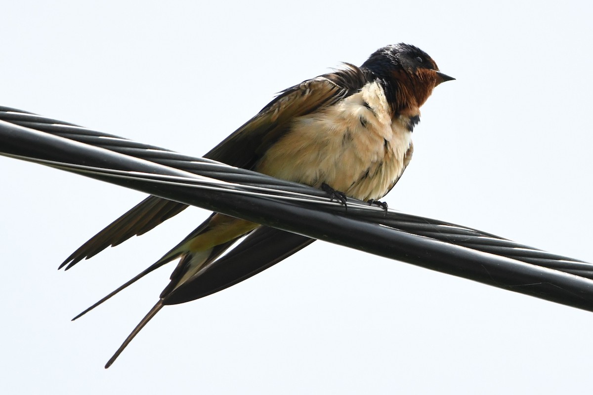 Barn Swallow (American) - ML619371388