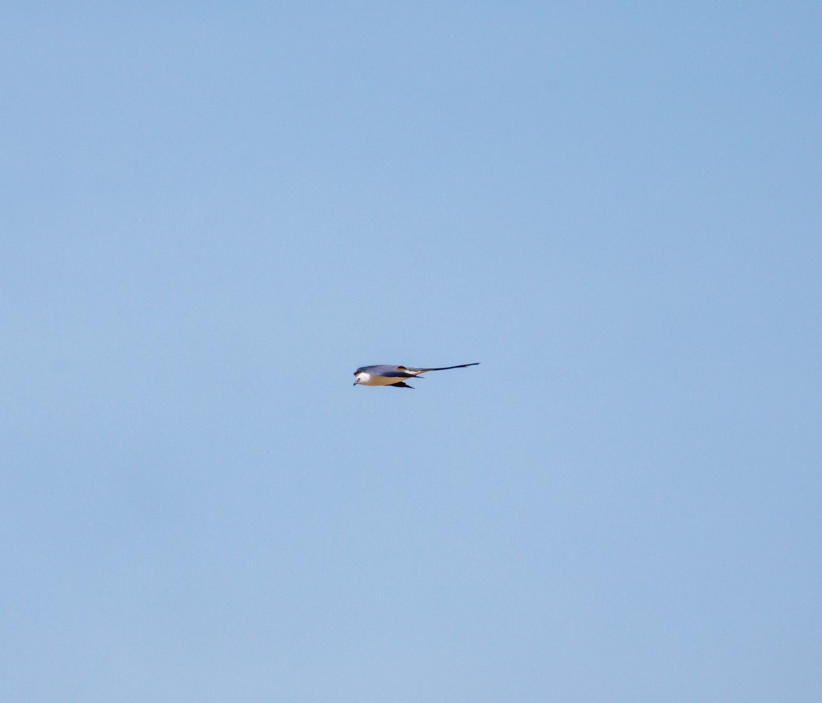 Swallow-tailed Kite - ML619371393