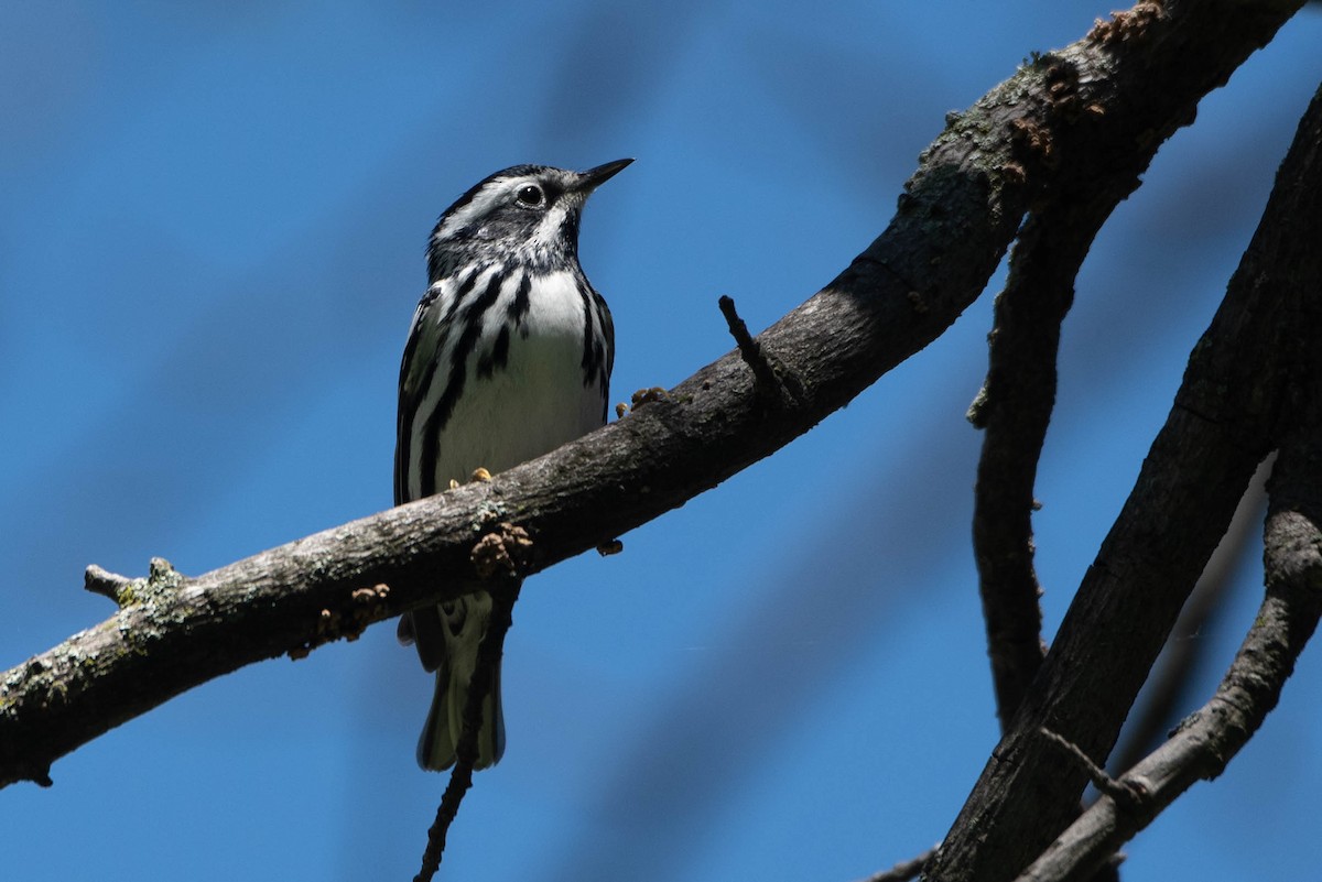 Black-and-white Warbler - ML619371412