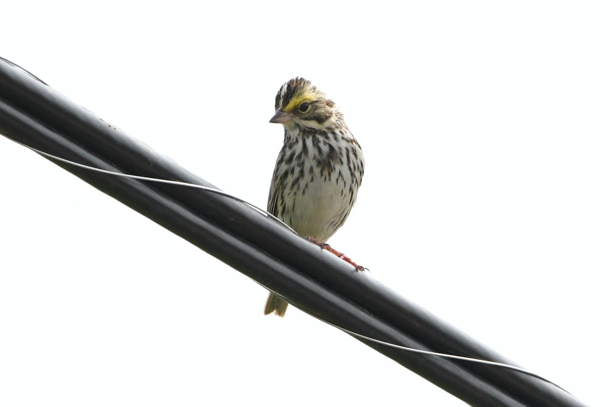 Savannah Sparrow (Savannah) - ML619371420